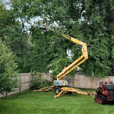 Grass Overseeding in Wylie, TX